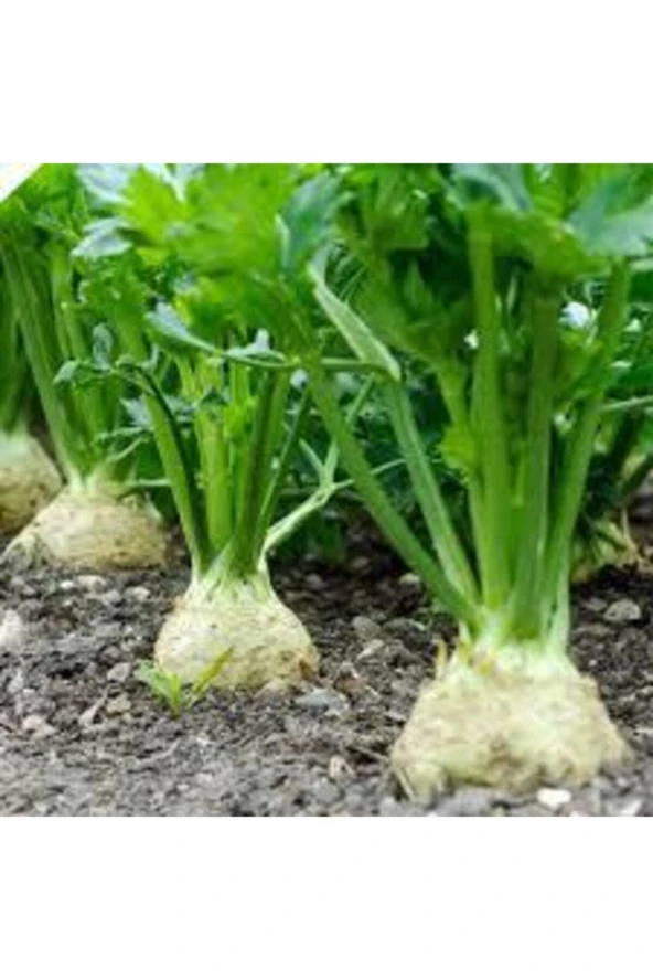 10 Adet Organik Ata Kereviz Tohumu - Resim 3