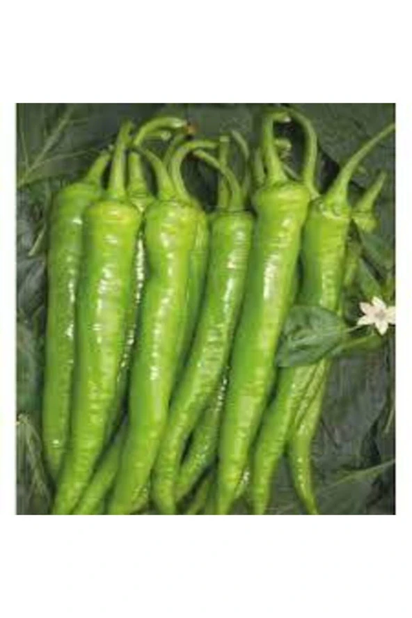 Sivri Acı Demre Biber Tohumu 150 Adet - Resim 2