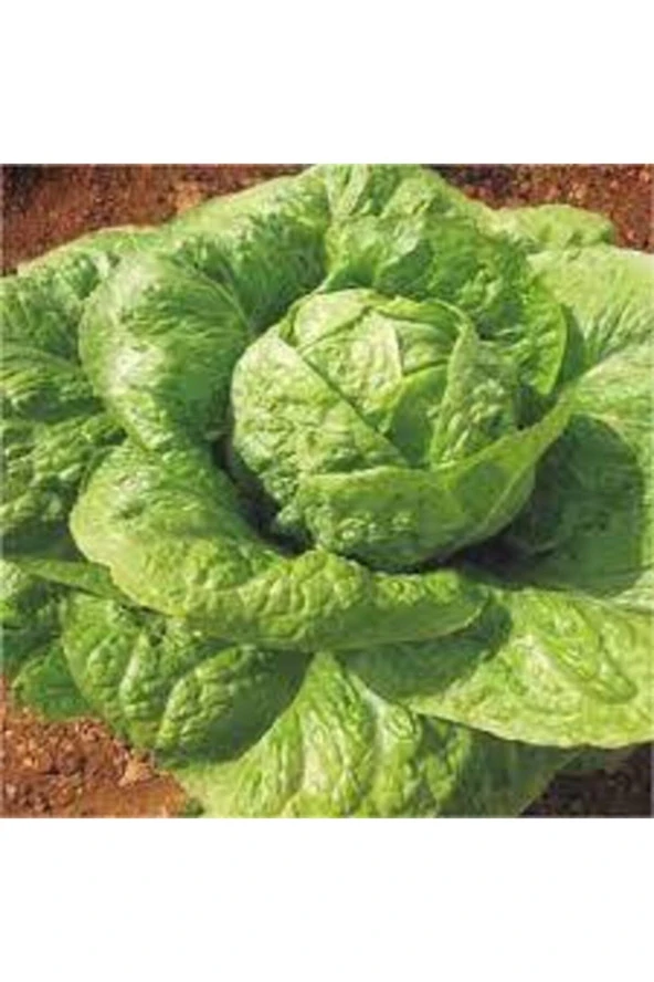 50 Adet Göbekli Yedikule Marul Tohumu ürün görseli