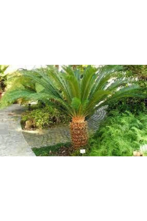 Sikas Palmiye Ağacı Tohumu  2 Adet - Resim 3