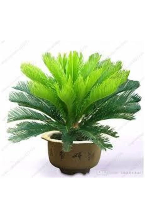 Sikas Palmiye Ağacı Tohumu  2 Adet - Resim 4