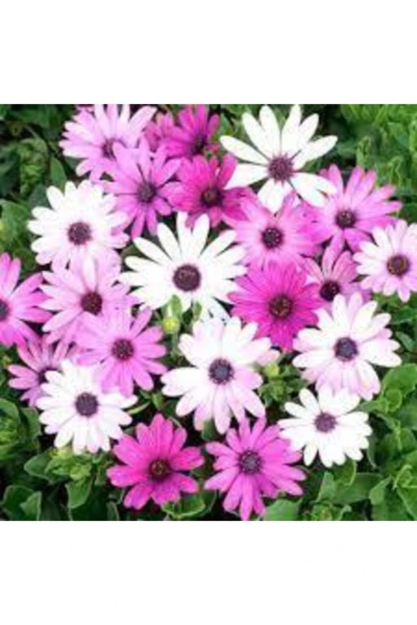 Afrika Papatyası Çiçeği Tohumu 10 Adet - Resim 2