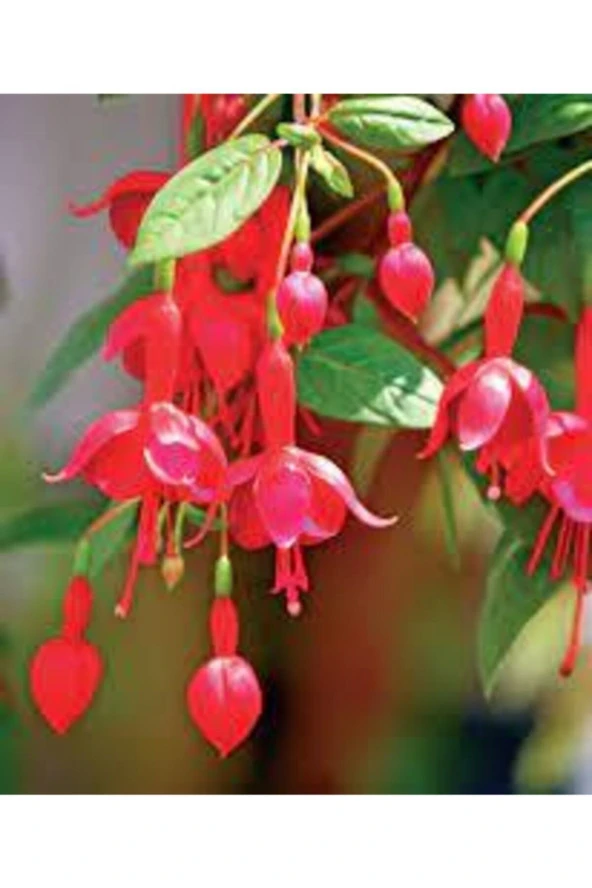 Kırmızı Küpeli Çiçeği Tohumu 10 adet - Resim 3