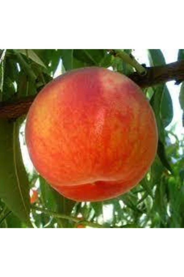 2 Adet Bursa  Yarma Şeftali Tohumu - Resim 2