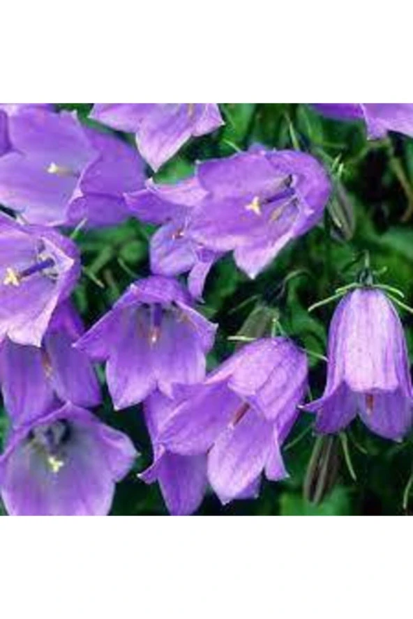 10 Adet Çan Kadehi Çiçeği Tohumu - Resim 2