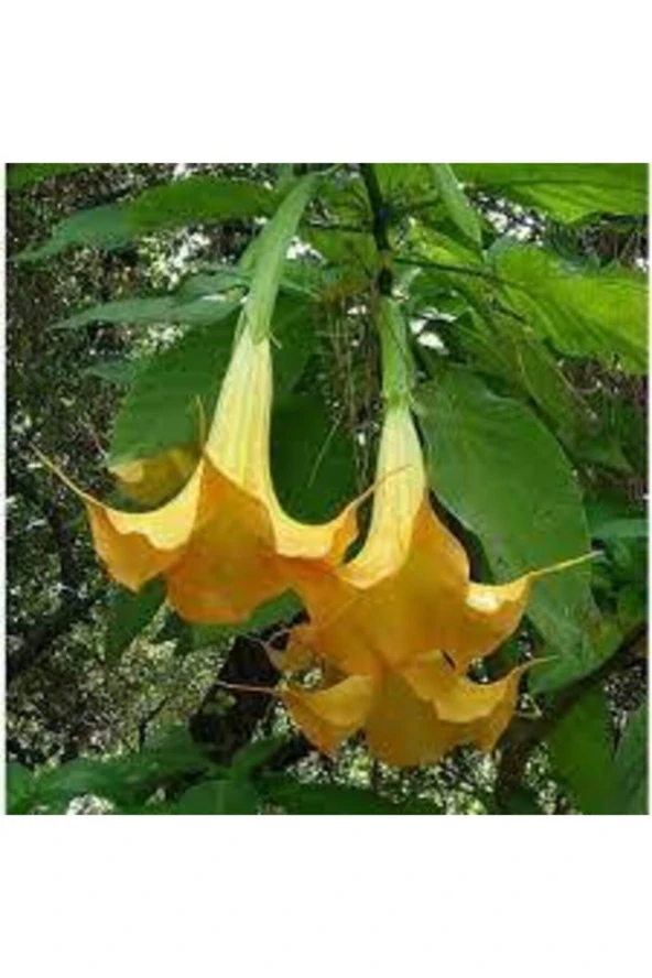 5 Adet  Angel Turumpet Çiçeği Tohumu - Resim 3