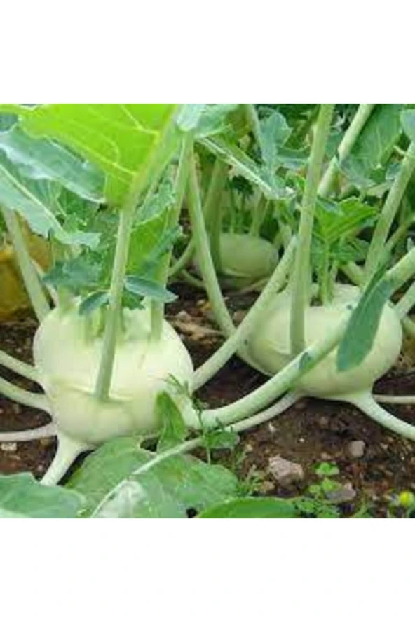 175 Adet Süper Paket Alabaş Tohumu - Resim 2