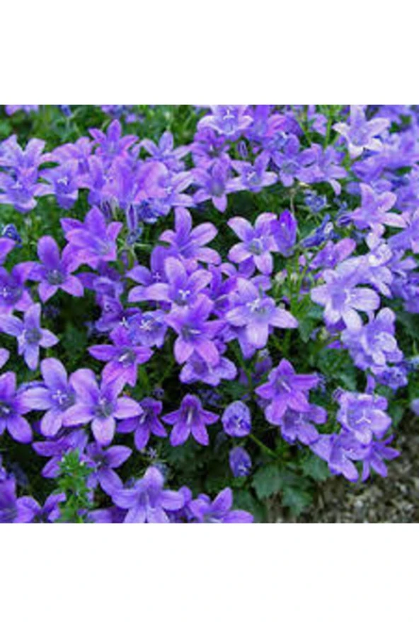 10 Adet Çan Kadehi Çiçeği Tohumu - Resim 3