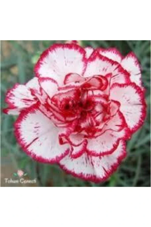 10 Adet Bodur Karanfil Çiçeği Tohumu - Resim 2