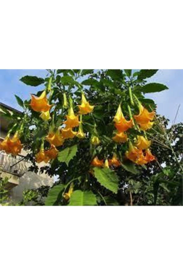 5 Adet  Angel Turumpet Çiçeği Tohumu - Resim 2