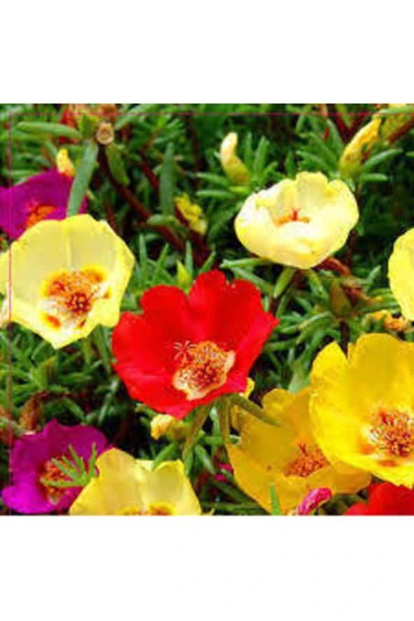 10 Adet Ipek Şellaki Çiçeği Tohumu ürün görseli