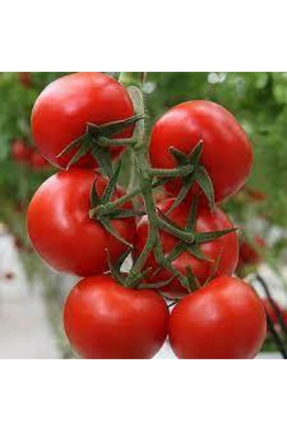 10 Adet Ankara Ayaş Domatesi Tohumu - Resim 2
