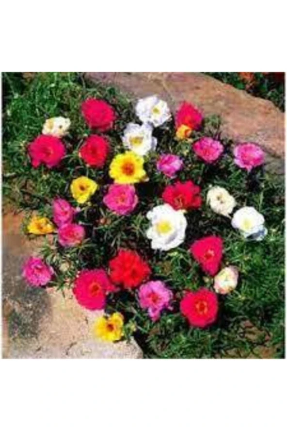 10 Adet Ipek Şellaki Çiçeği Tohumu - Resim 2