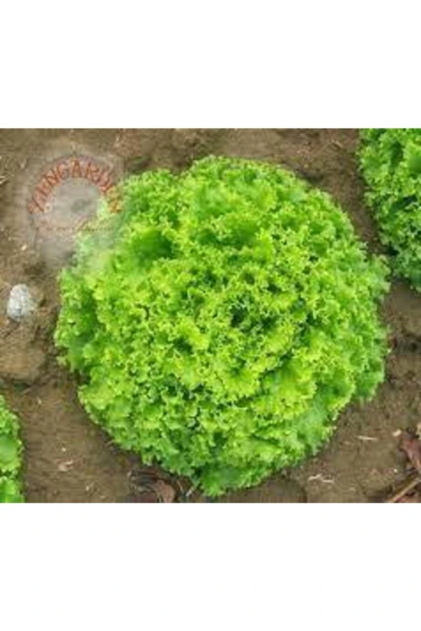 100 Adet Şamba Kıvırcık Marul Tohumu - Resim 2