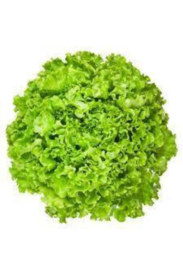 100 Adet Şamba Kıvırcık Marul Tohumu - Resim 3