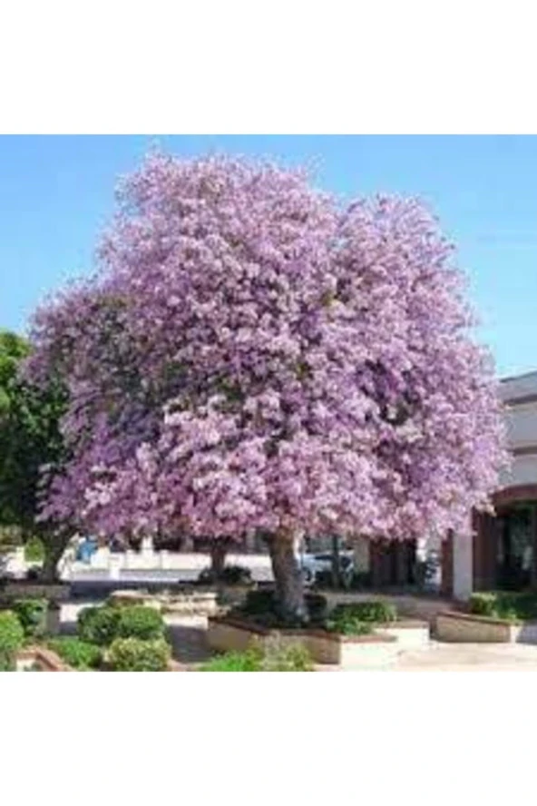 3 Adet Orkide Ağacı Tohumu ürün görseli