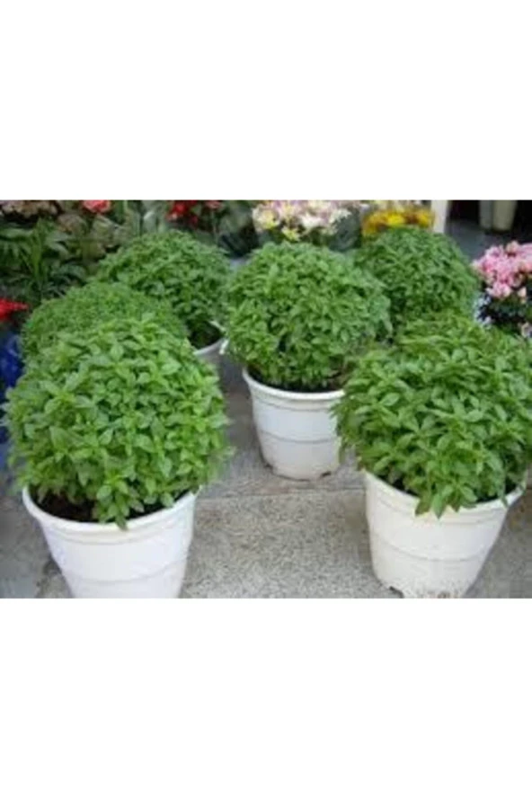 30 Adet Reyhan Çiçeği Tohumu - Resim 2