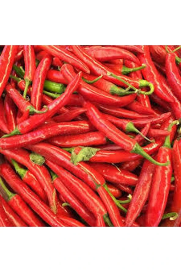 30 Adet Şili Biberi Tohumu - Resim 3