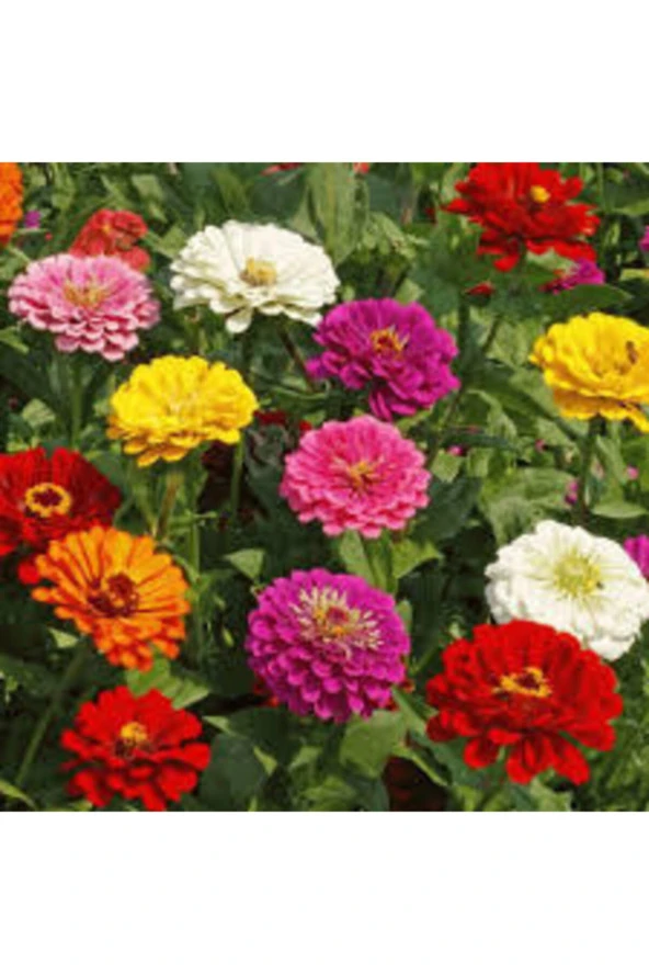 Zinna Çiçeği Tohumu 20 Adet - Resim 2