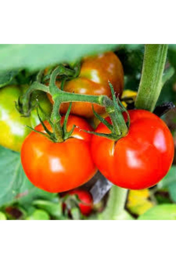 Falkon Domates Tohumu 50 Adet - Resim 2