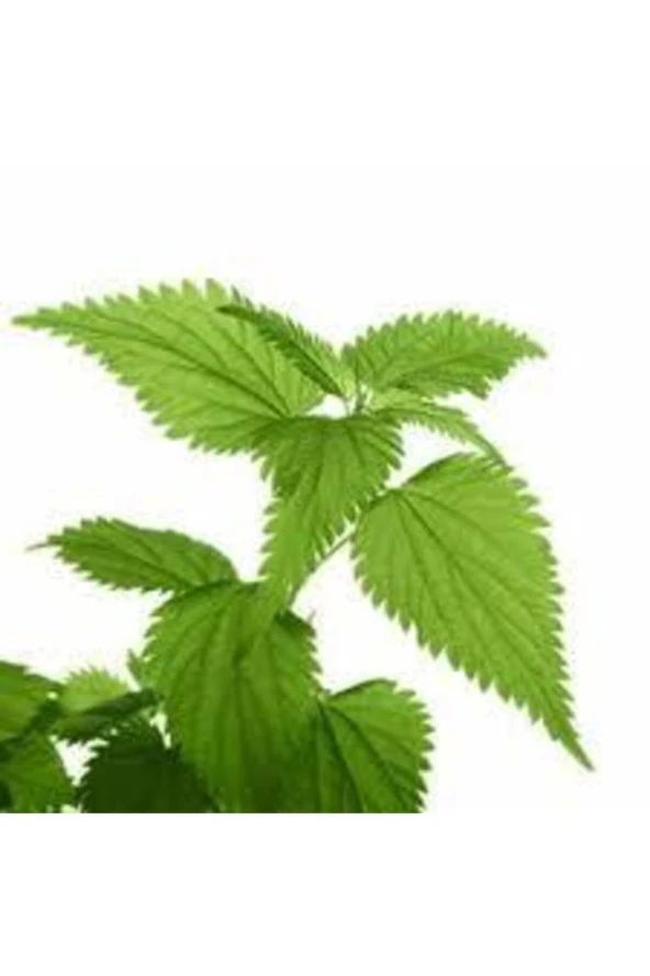 100 Adet  Isırgan Otu Tohumu ürün görseli 1