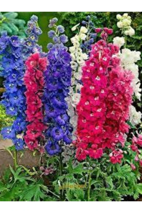 Hezaren Çiçeği Tohumu  10 Adet - Resim 3