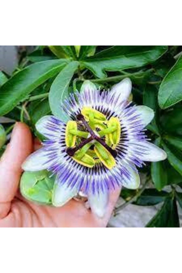 10 Adet Passiflora Çiçeği Tohumu - Resim 2