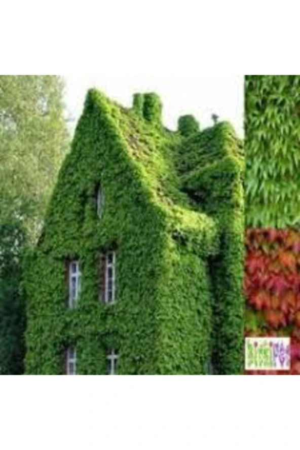 Yeşil 10 Adet Amerikan Sarmaşık Tohumu Amerikan Sarmaşığı Tohumu Saksı Toprak ürün görseli