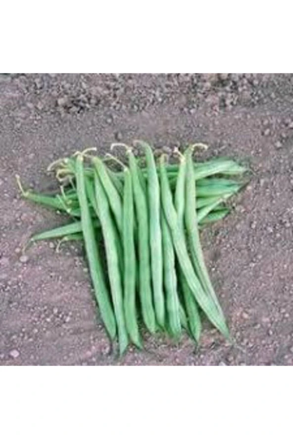 65 Adet Fasulye Tohumu - Resim 3