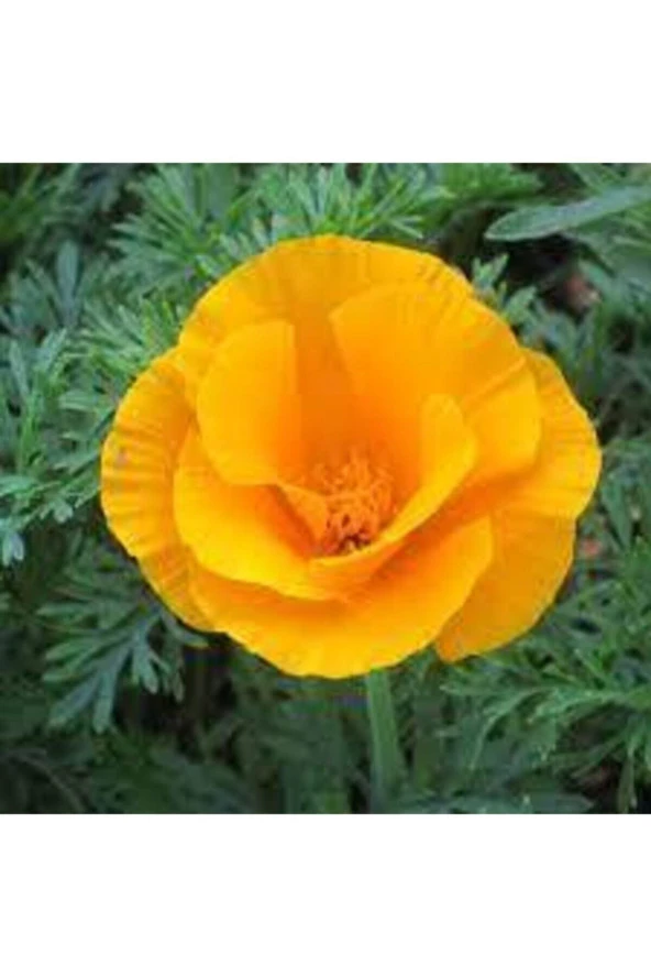 Acem Lalesi  Çiçek Tohumu - Resim 3