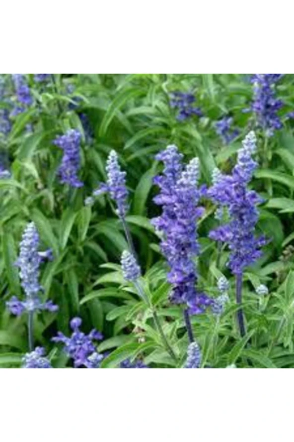 Tohıum Adaçayı Çiçeği Tohumu Mor Ada Çay Çiçek Tohumu 10 Adet - 2