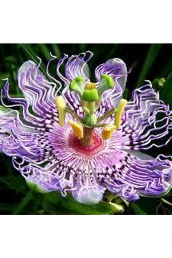 10 Adet Çarkıfelek Çiçeği Tohumu Passiflora Çiçeği Tohumu Çiçek Tohumu Saksı Toprak Süpriz Hediyeli ürün görseli
