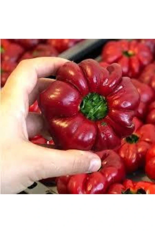 20 Adet Nadir Domates Biberi Tohumu Saksı Toprak Sürpriz Hediye Tohumla Gönderilir ürün görseli