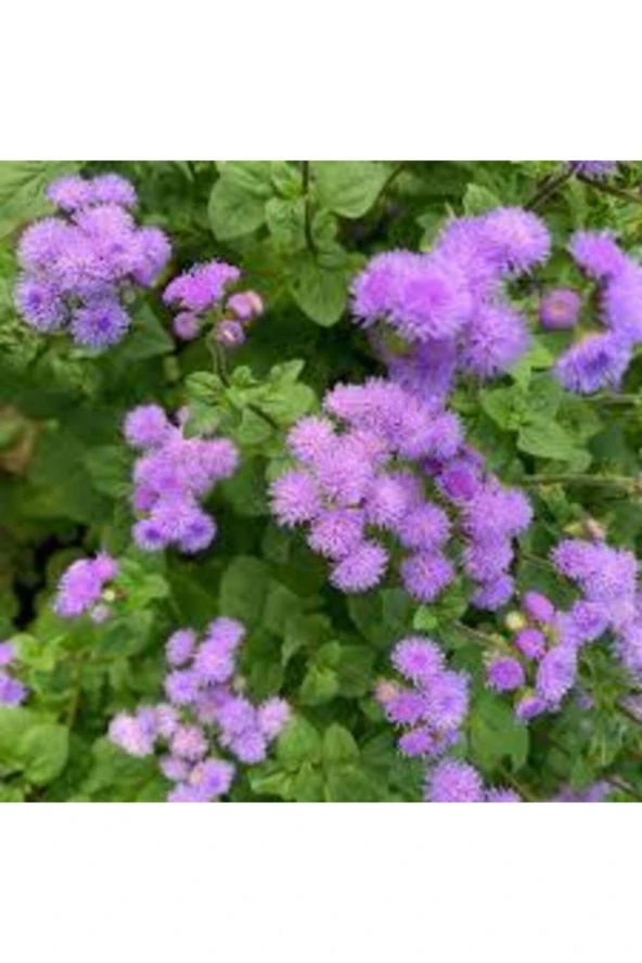 Tohıum Adaçayı Çiçeği Tohumu Mor Ada Çay Çiçek Tohumu 10 Adet - 3