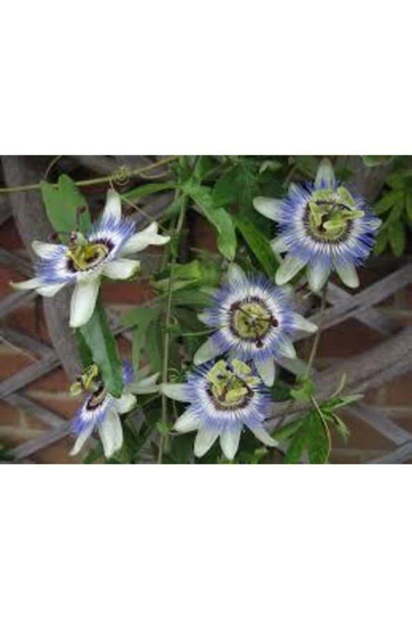 10 Adet Çarkıfelek Çiçeği Tohumu Passiflora Çiçeği Tohumu Çiçek Tohumu Saksı Toprak Süpriz Hediyeli - Resim 3