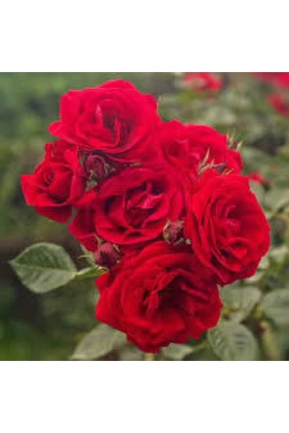 Kırmızı Gül Tohumu 15 adet - Resim 4