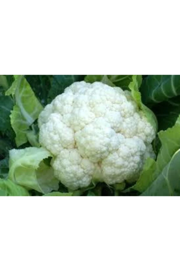 Karnabahar Tohumu 25 Adet - Resim 3