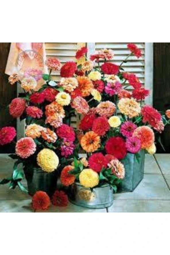 Zinna Çiçeği Tohumu 20 Adet - Resim 3