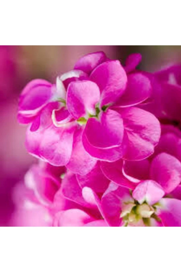 10 Adet Şebboy Çiçeği Tohumu - Resim 2