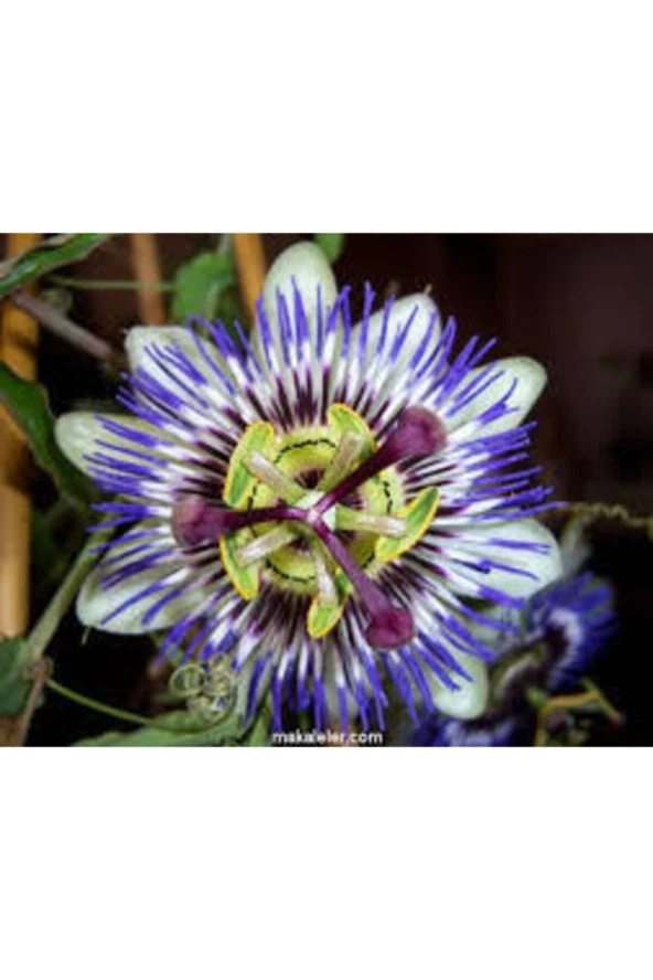 10 Adet Passiflora Çiçeği Tohumu - Resim 3