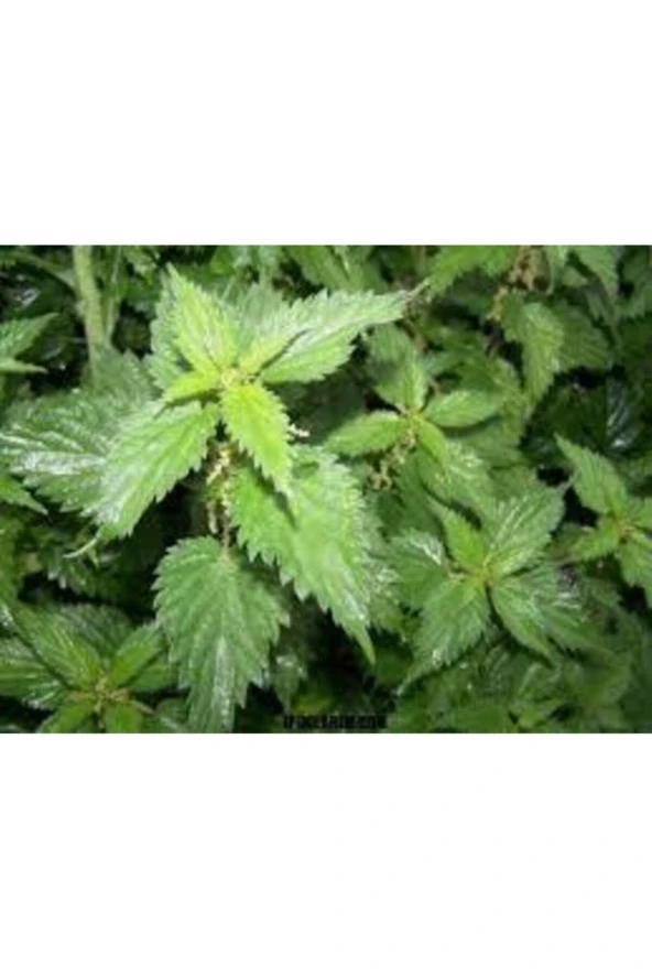 100 Adet  Isırgan Otu Tohumu - Resim 3