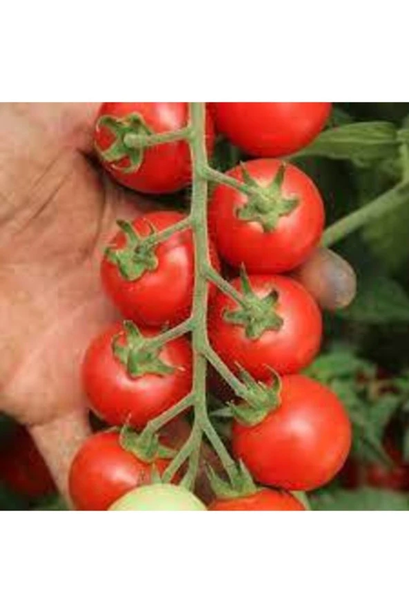 Domates Tohumu 50 Adet - 2