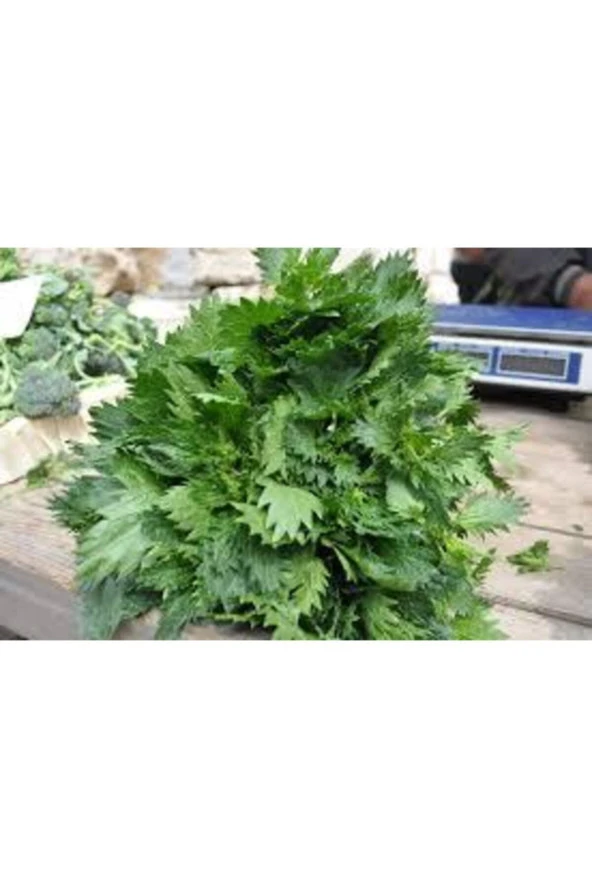 100 Adet  Isırgan Otu Tohumu - Resim 4