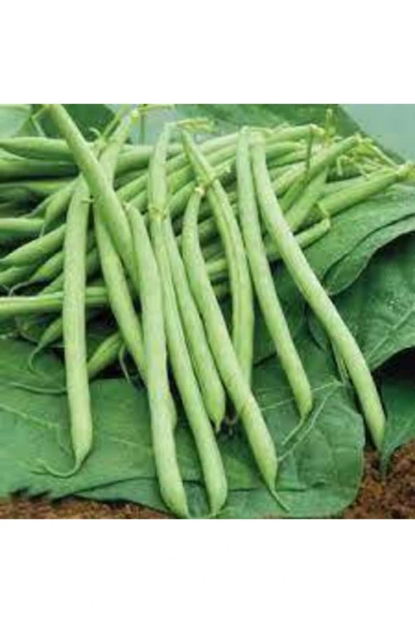 65 Adet Fasulye Tohumu - Resim 2