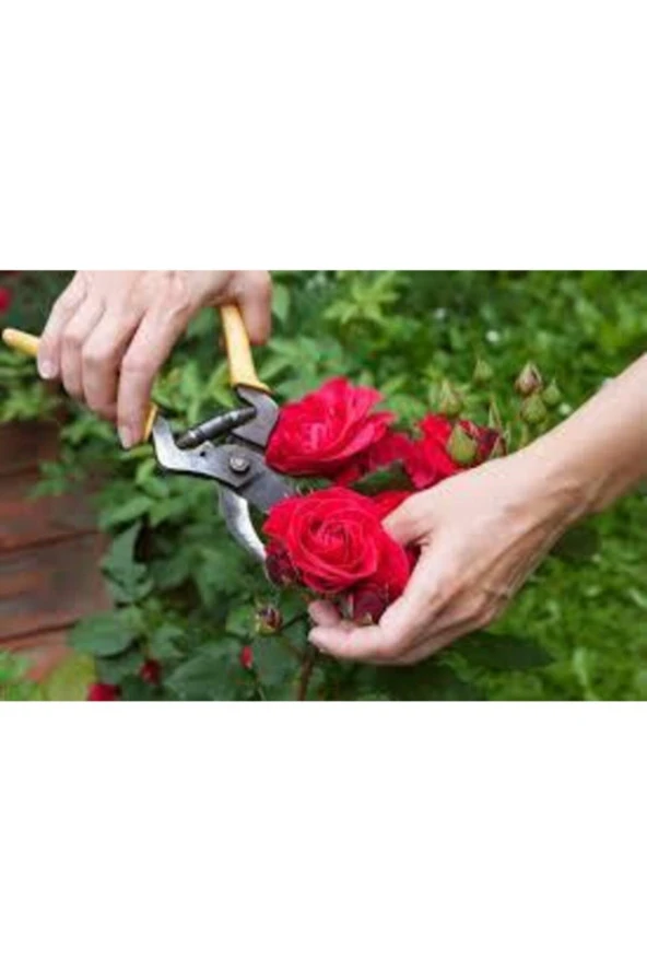 10 Adet Kırmızı Gül Tohumu - Resim 2