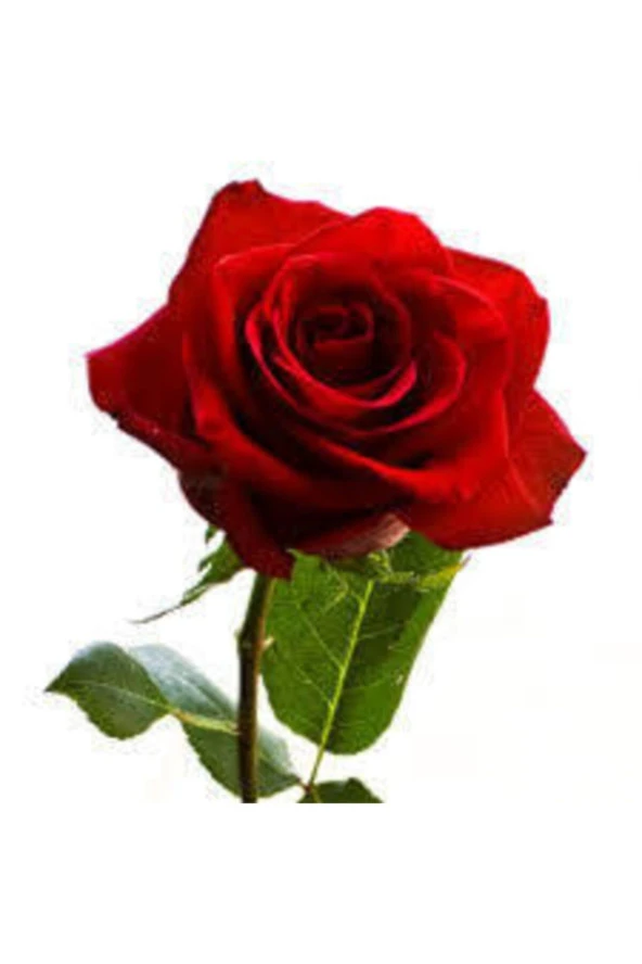 Kırmızı Gül Tohumu 15 adet - Resim 2