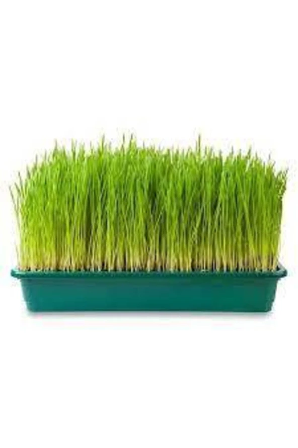 500 Adet Buğday Çimi Tohumu ürün görseli 1