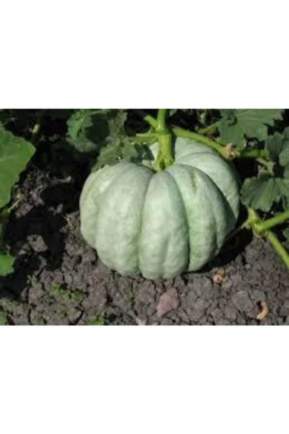 Kestane Kabağı Tohumu 5 Adet - Resim 3