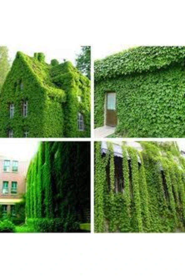 Yeşil 10 Adet Amerikan Sarmaşık Tohumu Amerikan Sarmaşığı Tohumu Saksı Toprak - Resim 3