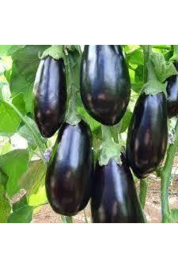 Patlıcan Tohumu 30 Adet - Resim 2